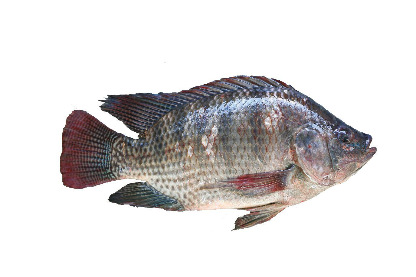 img-1
