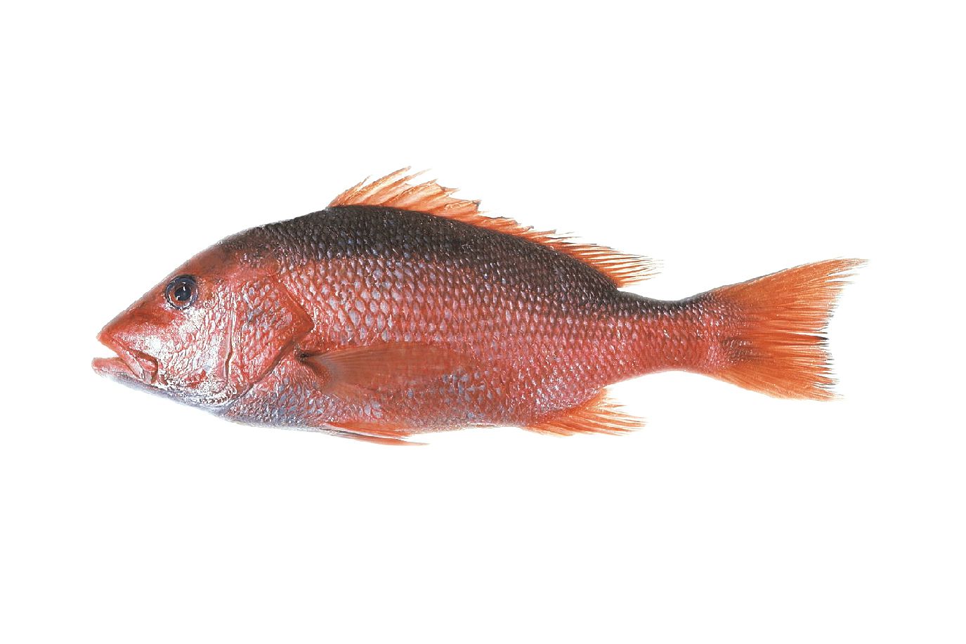 img-1